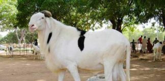 Tabaski : craignant les foudres de sa femme, il gage sa voiture contre un mouton