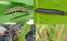 Guinée-Yomou : plusieurs plantations dévastées par les chenilles