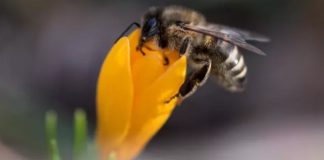 SAUVEGARDE DE LA BIODIVERSITÉ: LES ABEILLES SAUVAGES, CES GRANDES OUBLIÉES