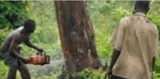 GUINÉE : L’INTERDICTION DE LA COUPE DE BOIS NE FAIT PLUS PEUR