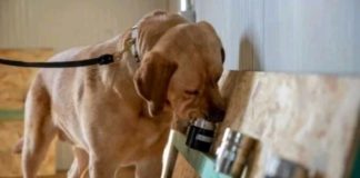RWANDA : DES CHIENS POUR DÉTECTER LES CAS DE COVID-19