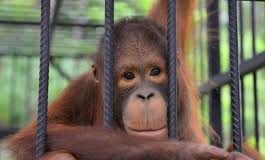 DÉTENTION/ADOPTION DES ANIMAUX: CE QUI EST EN TRAIN D’ÊTRE FAIT