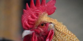 LA RESILIENCE CLIMATIQUE DU POULET RURAL VIENT DE SES GENES