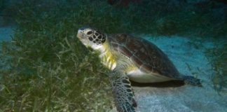 SOUS-REGION : TROIS ESPÈCES MARINES MENACÉES DE DISPARITION !