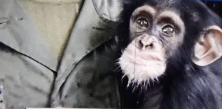 GUINÉE/BOFFA : LA FIN DE LA MÉSAVENTURE D’UN BÉBÉ CHIMPANZÉ