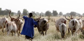 GUINÉE/BEYLA : DES ZÉBUS MALIENS REFOULÉS VERS LA CÔTE D’IVOIRE