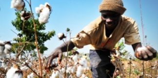 MALI PREMIER PRODUCTEUR DE COTON EN AFRIQUE !