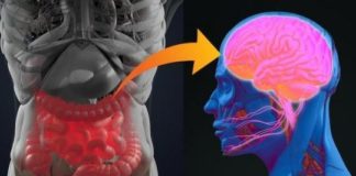 COMPRENDRE L’IMPORTANCE DE L’AXE CERVEAU-INTESTIN