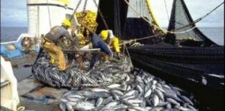 GUINÉE/REPOS BIOLOGIQUE HALIEUTIQUE: UN NAVIRE ARRAISONNÉ!