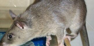 DES RATS POUR DÉCTECTR LA TUBERCULOSE CHEZ LES SÉROPOSITIFS !