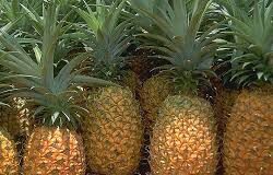 ANANAS DE GUINÉE: VOICI CE QU’IL FAUT, POUR QU’IL SOIT COMPÉTITIF!