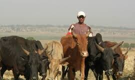 CONFLITS AGRICULTEURS-ELEVEURS : DES MINISTRES DÉPÊCHÉS EN FORET!