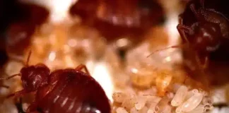 COMMENT PRÉVENIR L’ARRIVÉE DE PUNAISES DE LIT DANS SA MAISON ?