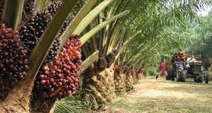 LETTRE OUVERTE SUR LA CRISE MULTIDIMENSIONNELLE DE LA SOGUIPAH