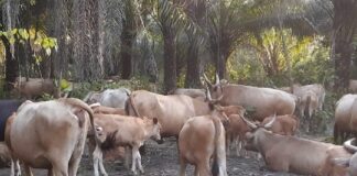 PROBLÉMATIQUE DE LA PRODUCTION ANIMALE: DES VACHES LAITIÈRES POUR PALLIER LE DÉFICIT