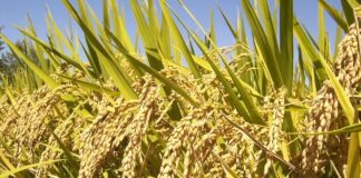 GUINÉE/CAMPAGNE AGRICOLE: CE QUI EST PRÉVU EN TERMES D’APPORT EN ENGRAIS!