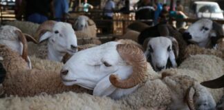 AID EL-KEBIR : BONNE FÊTE À TOUS NOS AIMABLES LECTEURS!