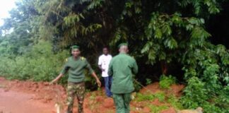 GUINÉE/MAMOU : TROIS SINGES ROUGES RÉCUPÉRÉS