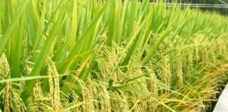« POURQUOI EN DÉPIT DU NIVEAU DE PRODUCTION, LA GUINÉE IMPORTE AUTANT DU RIZ? »