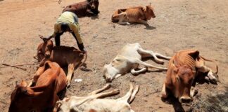 ANTONIO GUTERRES: « PERSONNE N’EST ÉPARGNÉ PAR L’URGENCE CLIMATIQUE »