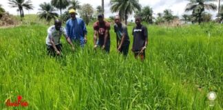 GUINÉE/AGRICULTURE : DES AVANCÉES ENREGISTRÉES PAR LA DIRECTION DE LOLA