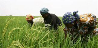 AGRICULTURE : LE BUDGET EST PASSÉ DE 600 MILLIARDS À 1 900 MILLIARDS GNF
