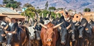 FORÊT/CONFLIT ENTRE ÉLEVEURS DES ZÉBUS ET LOCAUX À LAINÉ: LES 71 PRISONNIERS PRÉOCCUPENT…!