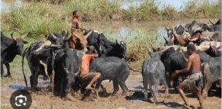 CONFLIT NÉ DE LA TRANSHUMANCE: LE MINISTRE PREND LE TAUREAU PAR LES CORPS