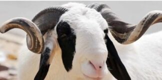 AID EL KEBIR: BILLETDUJOUR.COM SOUHAITE À SES AIMABLES LECTEURS BONNE FÊTE