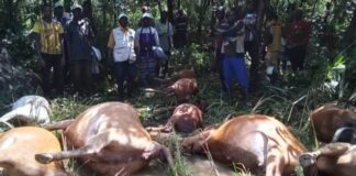 INONDATIONS DÉVASTATRICES À KANFRANDOU : VINGT BŒUFS EMPORTÉS PAR LES EAUX