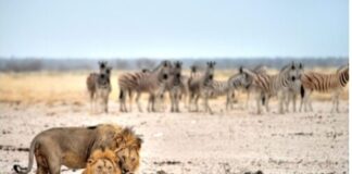 À 7 ANS, IL SURVIT CINQ JOURS SEUL, PERDU AU MILIEU DES LIONS…