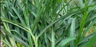 UNE HERBE AU VERTU « IMPRESSIONNANTE? »