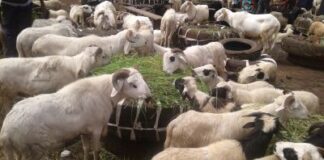 PRIX DU BÉTAIL EN GUINÉE : UNE HAUSSE INQUIÉTANTE À l’APPROCHE DU TABASKI