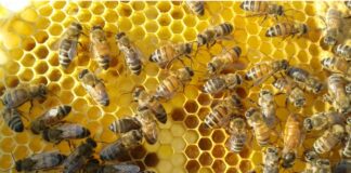 ATTAQUE D’ABEILLES: COMMENT RÉAGIR, LES CONSEILS!