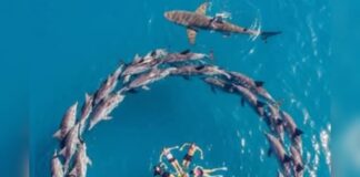 INÉDIT/DES DAUPHINS PROTÈGENT DES NAGEURS CONTRE UN REQUIN