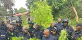 MAFERINYAH : TRAFIC DE CANNABIS STOPPÉ, MOTOS VOLÉES SAISIES