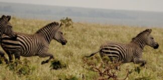 RDC/À LA DÉCOUVERTE DU PARC NATIONAL DE L’UPEMBA