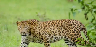 TOUGUÉ : UN CULTIVATEUR ATTAQUÉ PAR UN LÉOPARD