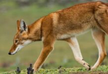 OÙ OBSERVER LE LOUP LE PLUS RARE D’AFRIQUE ?