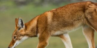 OÙ OBSERVER LE LOUP LE PLUS RARE D’AFRIQUE ?