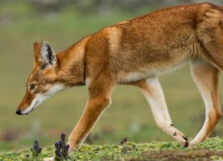 OÙ OBSERVER LE LOUP LE PLUS RARE D’AFRIQUE ?