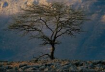 ÉTHIOPIE : LA DÉCOUVERTE DES MONTAGNES DU SIMIEN