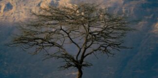 ÉTHIOPIE : LA DÉCOUVERTE DES MONTAGNES DU SIMIEN