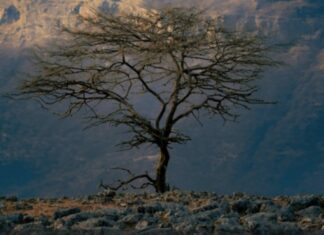 ÉTHIOPIE : LA DÉCOUVERTE DES MONTAGNES DU SIMIEN