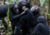 À LA DÉCOUVERTE DU PARC NATIONAL DE TAÏ… CÔTE D’IVOIRE
