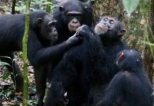 À LA DÉCOUVERTE DU PARC NATIONAL DE TAÏ… CÔTE D’IVOIRE
