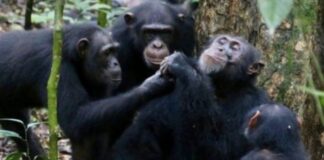 À LA DÉCOUVERTE DU PARC NATIONAL DE TAÏ… CÔTE D’IVOIRE