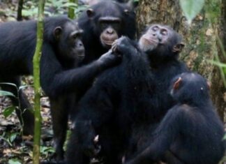 À LA DÉCOUVERTE DU PARC NATIONAL DE TAÏ… CÔTE D’IVOIRE