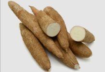 MANIOC : LE POISON SILENCIEUX QUI ONDRACE LES CERVEAUX AFRICAINS