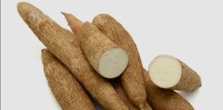 MANIOC SOUS LA LOUPE : ENQUÊTE SUR UN DANGER SANITAIRE MÉCONNU